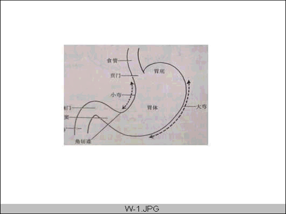 《胃指肠疾病》PPT课件.ppt_第3页