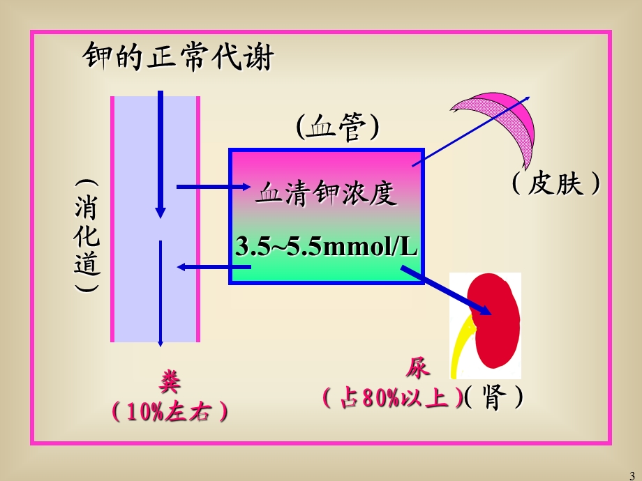 《钾代谢紊乱护理》PPT课件.ppt_第3页