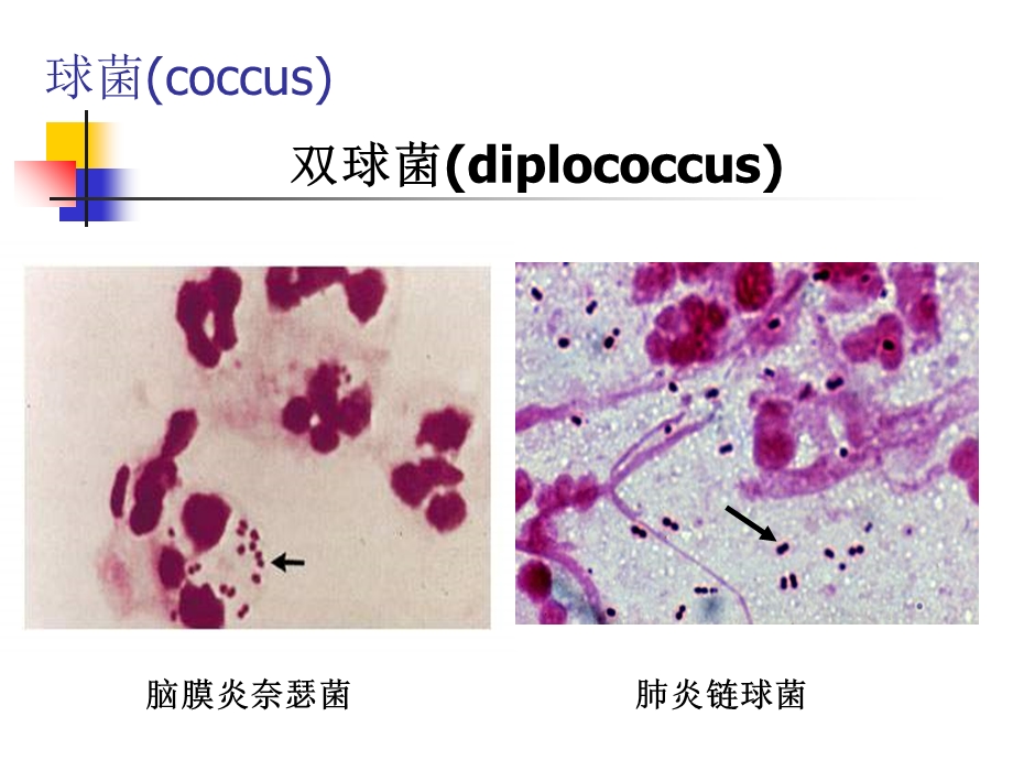 【教学课件】第一章细菌的形态与结构.ppt_第3页