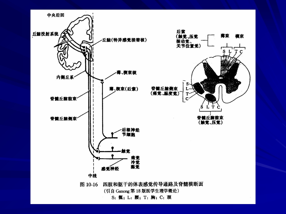 【教学课件】第三节神经系统的感觉分析功能.ppt_第2页