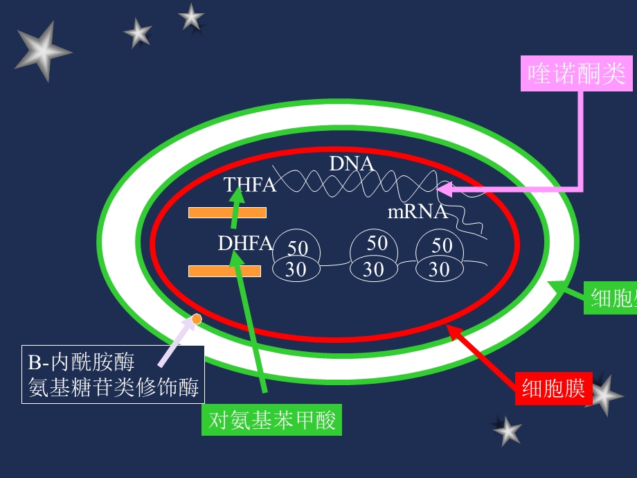 抗菌素的应用.ppt_第3页