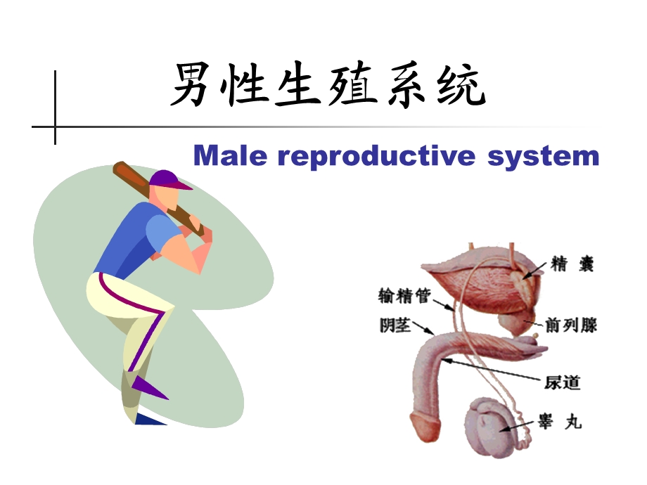 男女生殖系统.腹膜.ppt_第2页