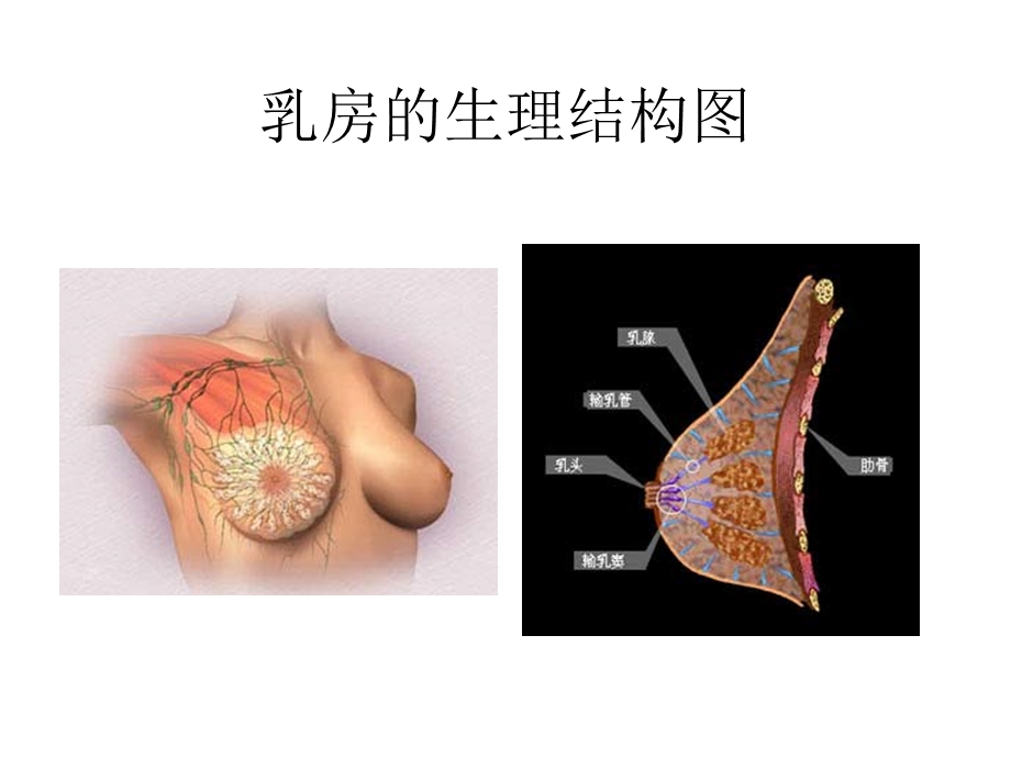 良乳腺疾病与乳腺癌的相关市立医院外科胡惠芳.ppt_第3页