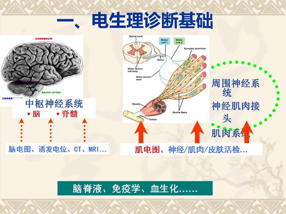 《肌电图小讲》PPT课件.ppt_第2页