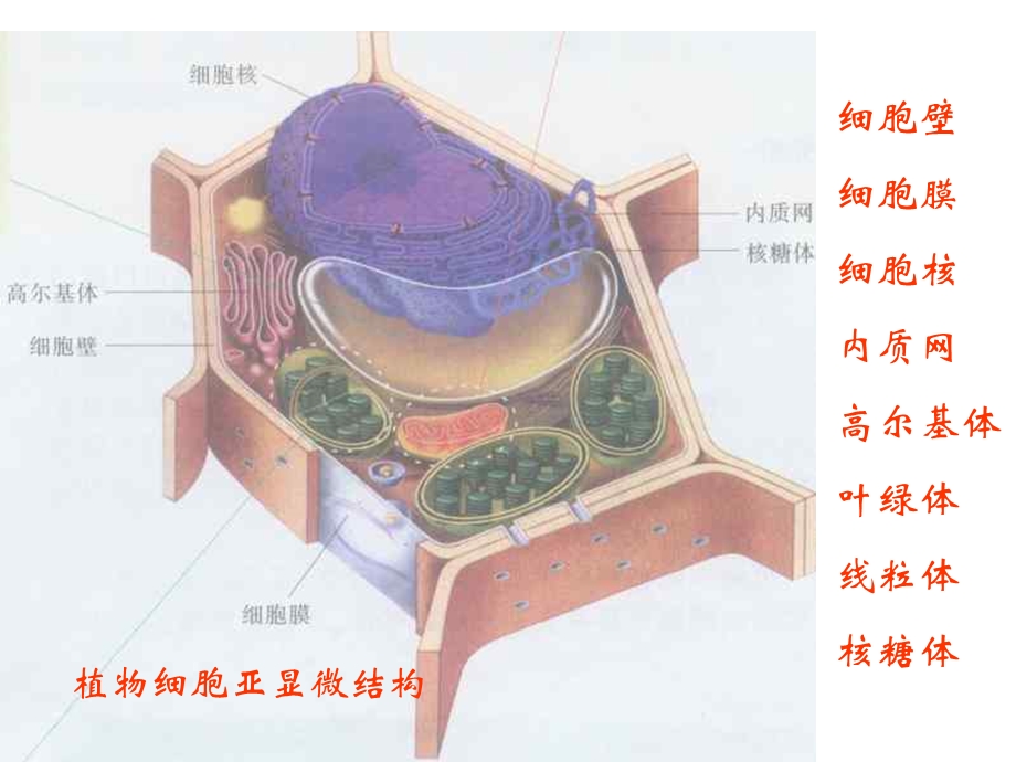 第三章第二节细胞的类型和结构细胞核.ppt_第3页