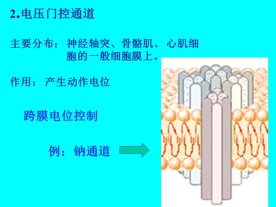 【教学课件】第二节细胞的跨膜信号传递功能.ppt_第3页