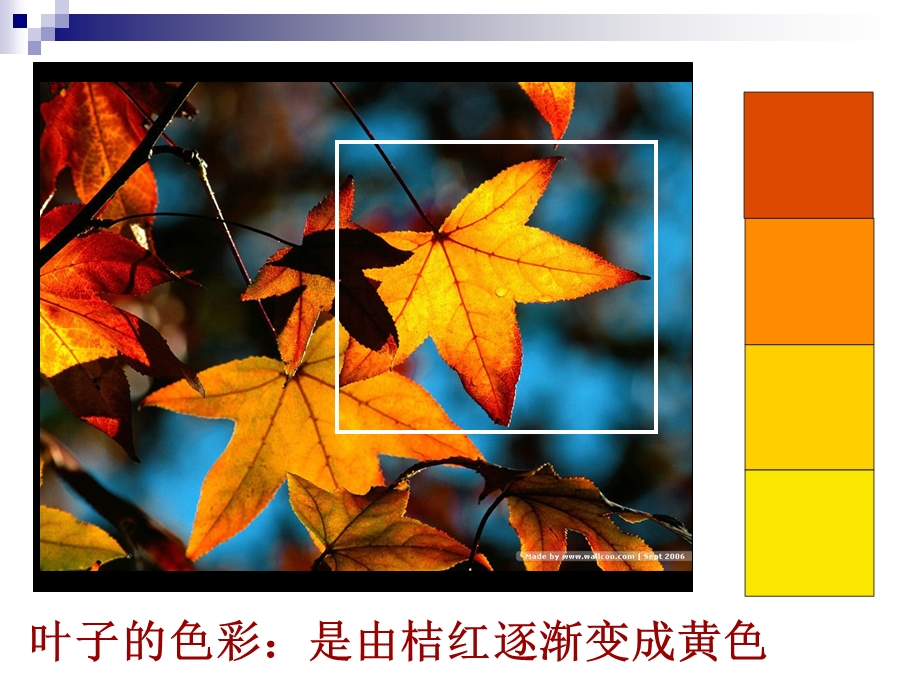 叶子的色彩是由桔红逐渐变成黄色.ppt_第2页