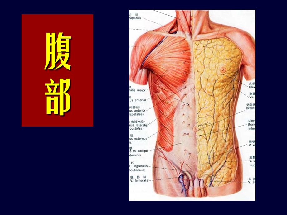 腹部ppt课件.ppt_第1页