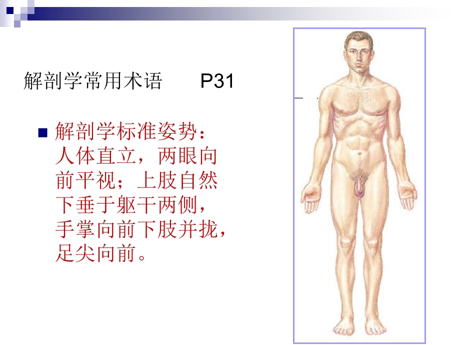 《运动系统解剖》PPT课件.ppt_第2页