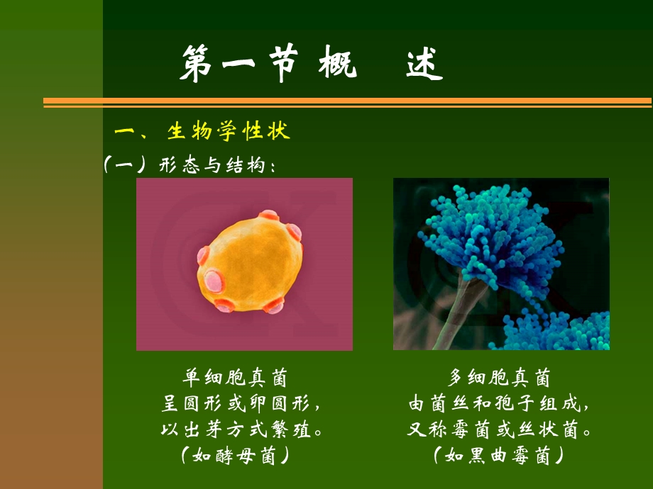 【教学课件】第十三章真菌.ppt_第2页