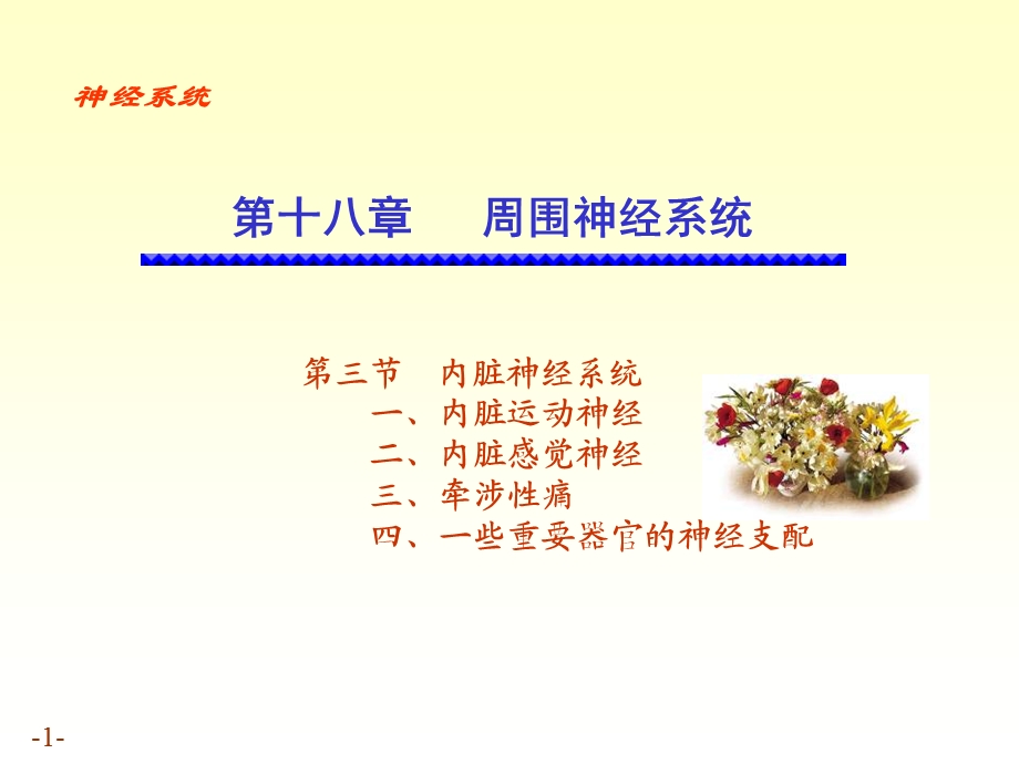 内脏神经3.ppt_第1页