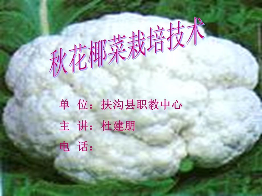 《秋花椰菜栽培技术》PPT课件.ppt_第1页