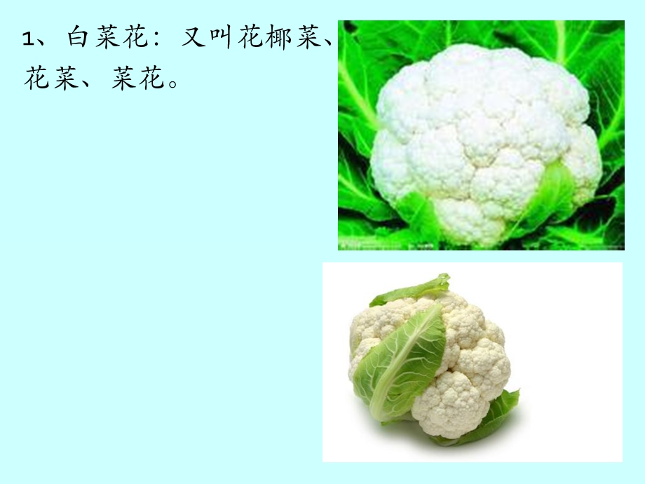 《秋花椰菜栽培技术》PPT课件.ppt_第3页