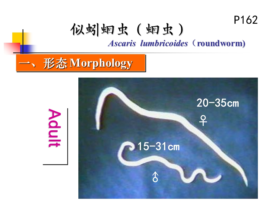 《蛔钩鞭双语》PPT课件.ppt_第3页