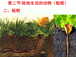 【教学课件】第二节陆地生活的动物(蚯蚓).ppt