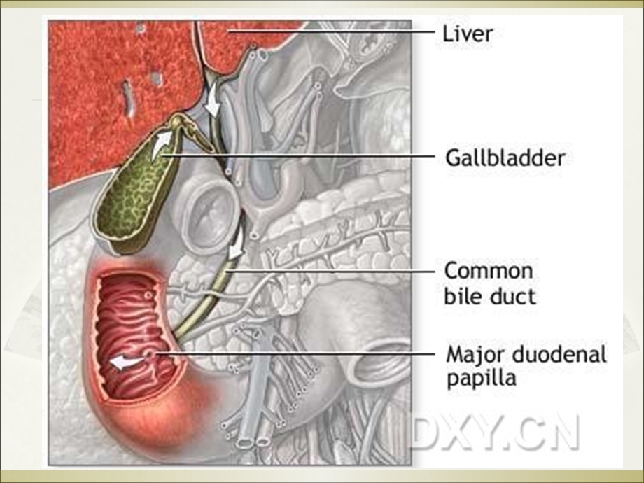 《胆系疾病》PPT课件.ppt_第3页
