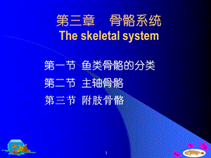 【教学课件】第三章骨骼系统Theskeletalsystem.ppt