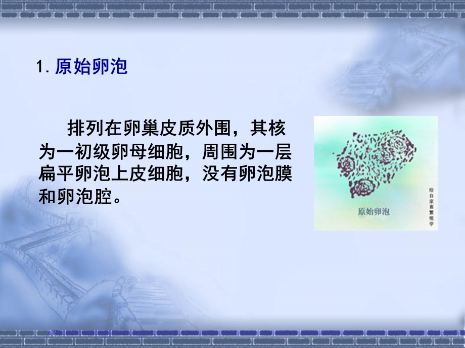 第二节卵泡的发育与排卵.ppt_第2页