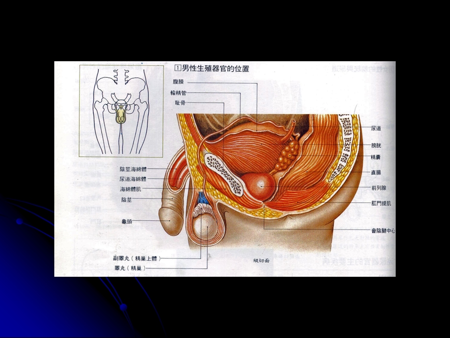 睾丸曲细精管课件.ppt_第1页