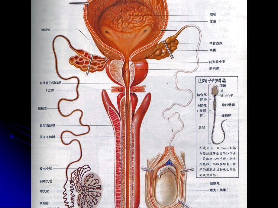 睾丸曲细精管课件.ppt_第2页