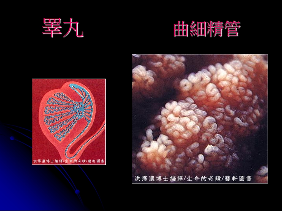 睾丸曲细精管课件.ppt_第3页