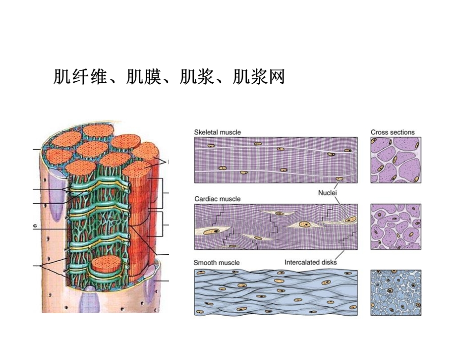 《肌神经组织》PPT课件.ppt_第2页