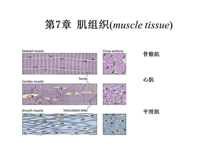 《肌神经组织》PPT课件.ppt