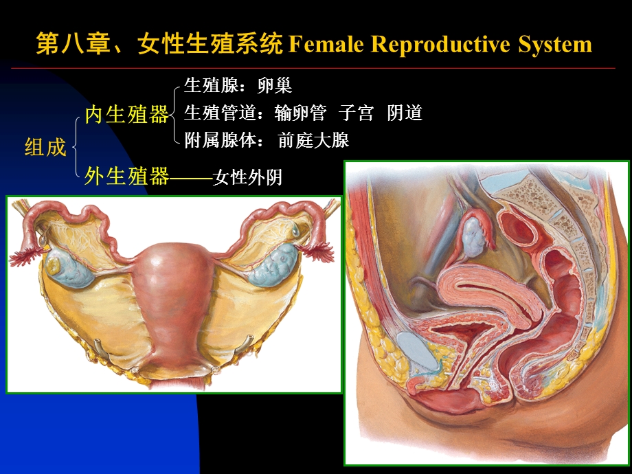 女性生殖系统和腹膜.ppt_第1页