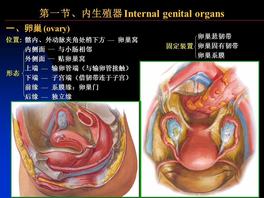 女性生殖系统和腹膜.ppt_第2页