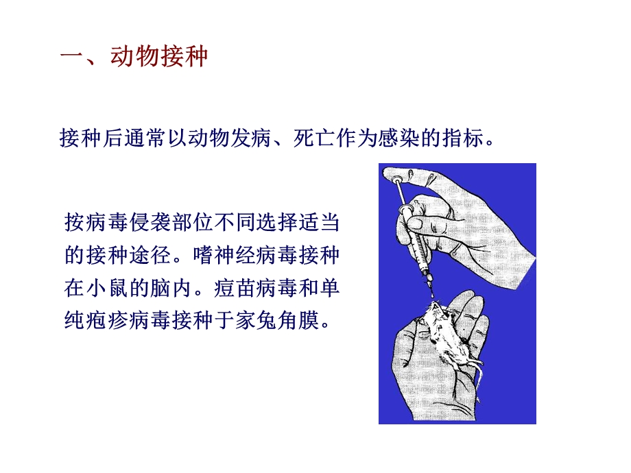 第二十四章病毒与细胞间的相互作用.ppt_第3页