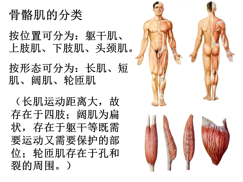 《运动系统肌学》PPT课件.ppt_第3页