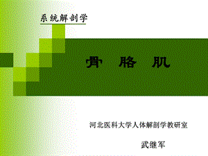 《运动系统肌学》PPT课件.ppt