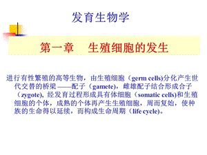 A第1章 生殖细胞的发生.ppt