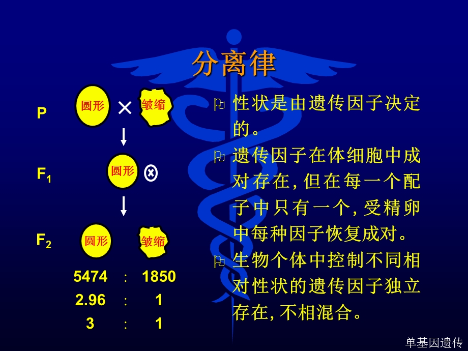 《规律单基因遗传》PPT课件.ppt_第3页