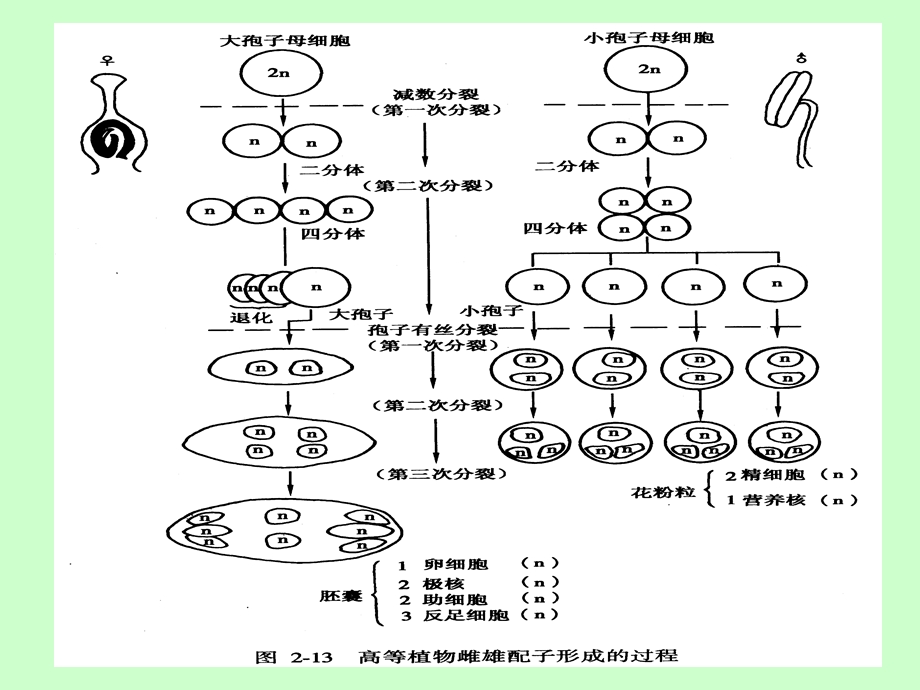 《配子的形成与受精》PPT课件.ppt_第3页