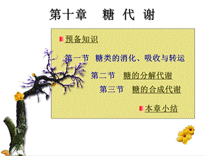 【教学课件】第二节糖的分解代谢.ppt