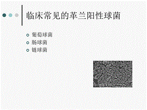 《阳性菌分析》PPT课件.ppt