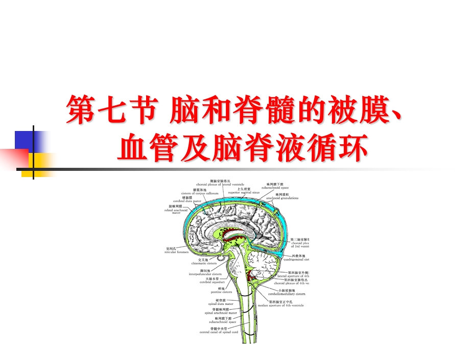 cns6脑血管.ppt_第1页