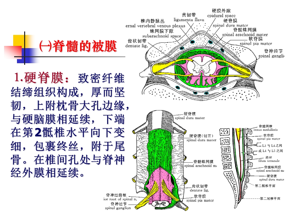 cns6脑血管.ppt_第3页