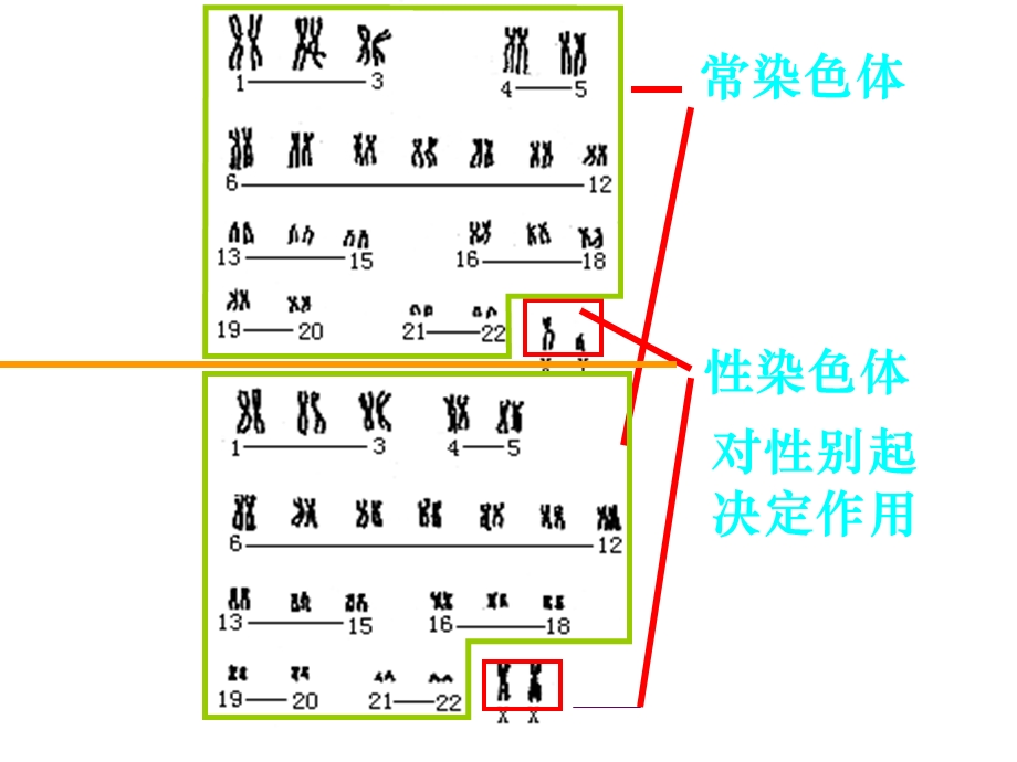 (一轮复习)伴性遗传市级公开课.ppt_第3页