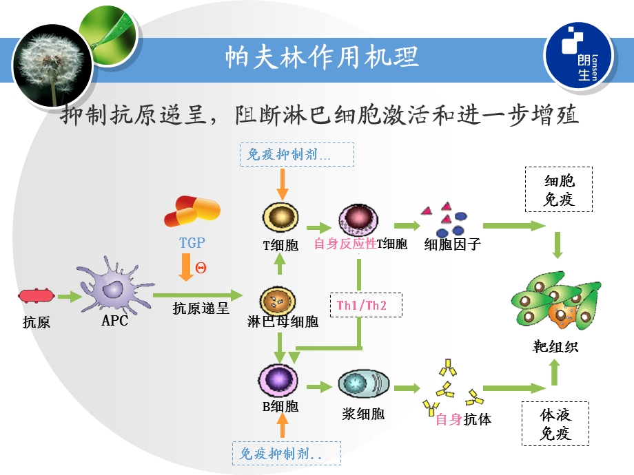 帕夫林临床应用探讨.ppt_第3页