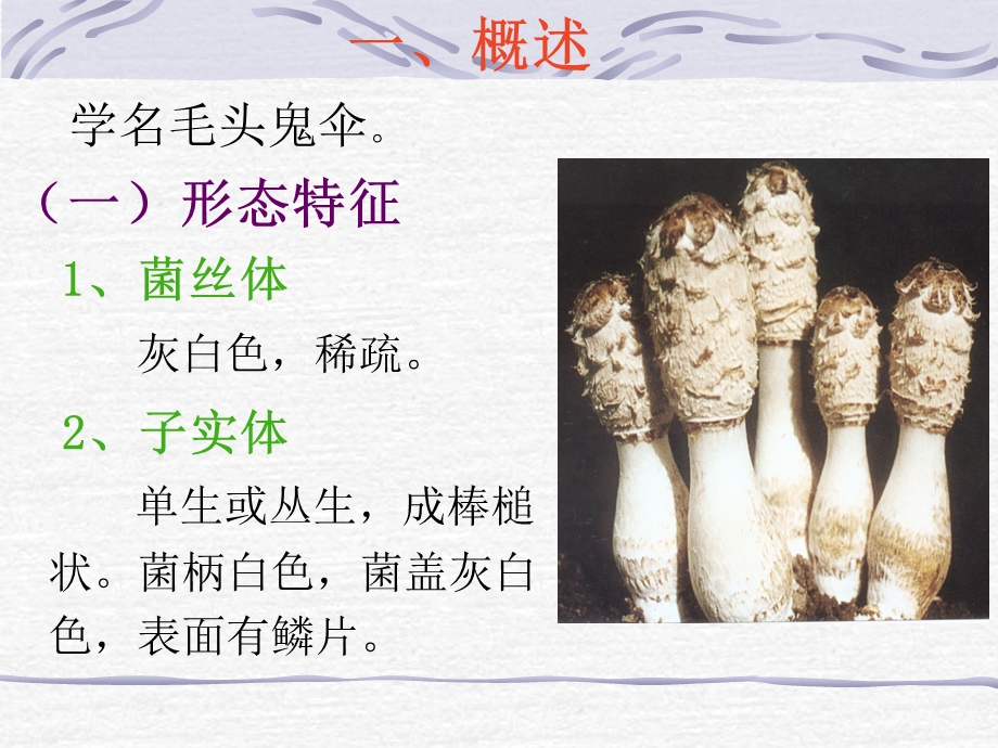 【教学课件】第三章(第四节)-鸡腿菇栽培.ppt_第2页