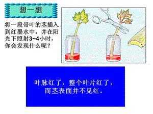 绿色植物的三大生理作用.ppt