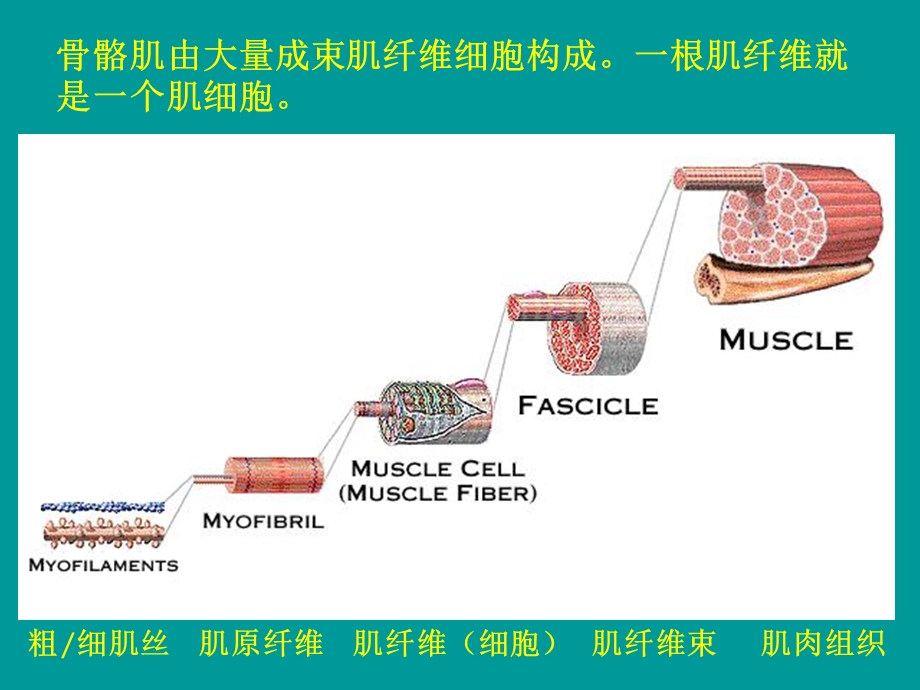 【教学课件】第四节肌细胞的收缩.ppt_第2页