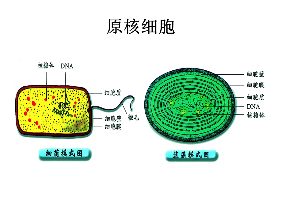 第二章生命的基本单位细胞.ppt_第3页