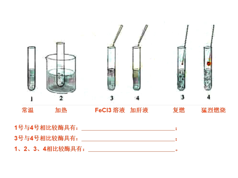 酶的催化作用特性及实验设计.ppt_第2页