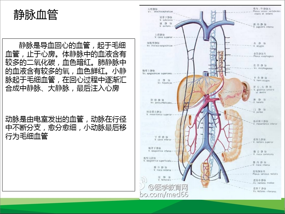 与静脉输液相关的血管解剖生理.ppt_第3页