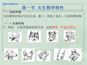 【教学课件】第1章宠物犬饲养技术.ppt