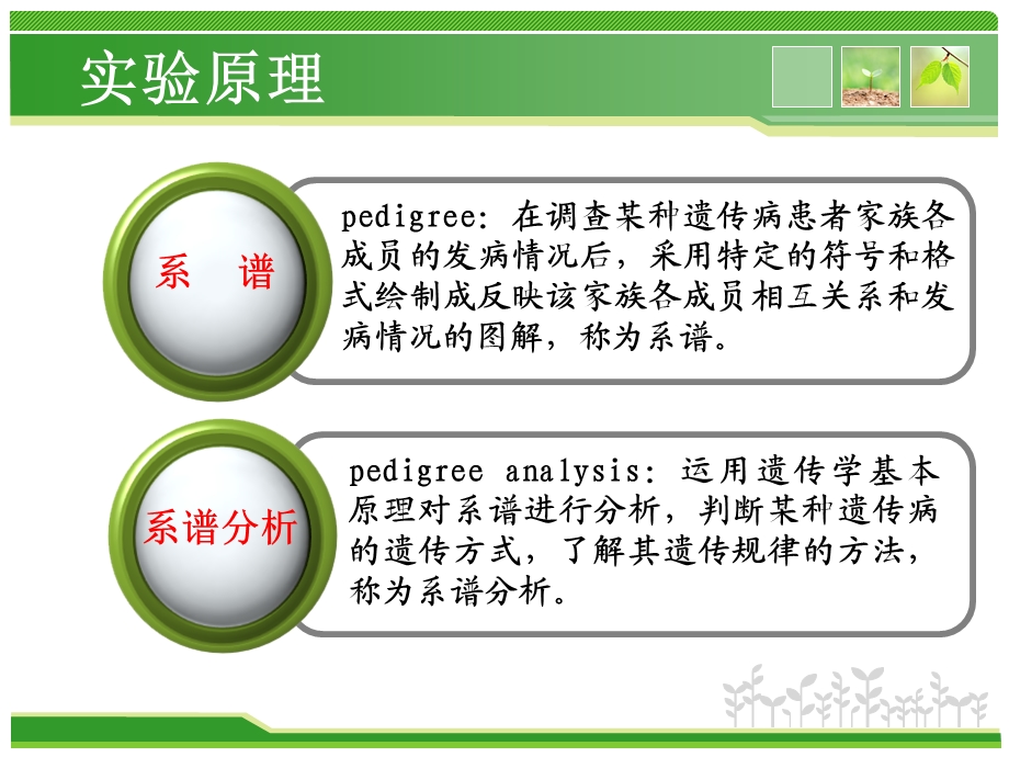 《系谱分析》PPT课件.ppt_第3页