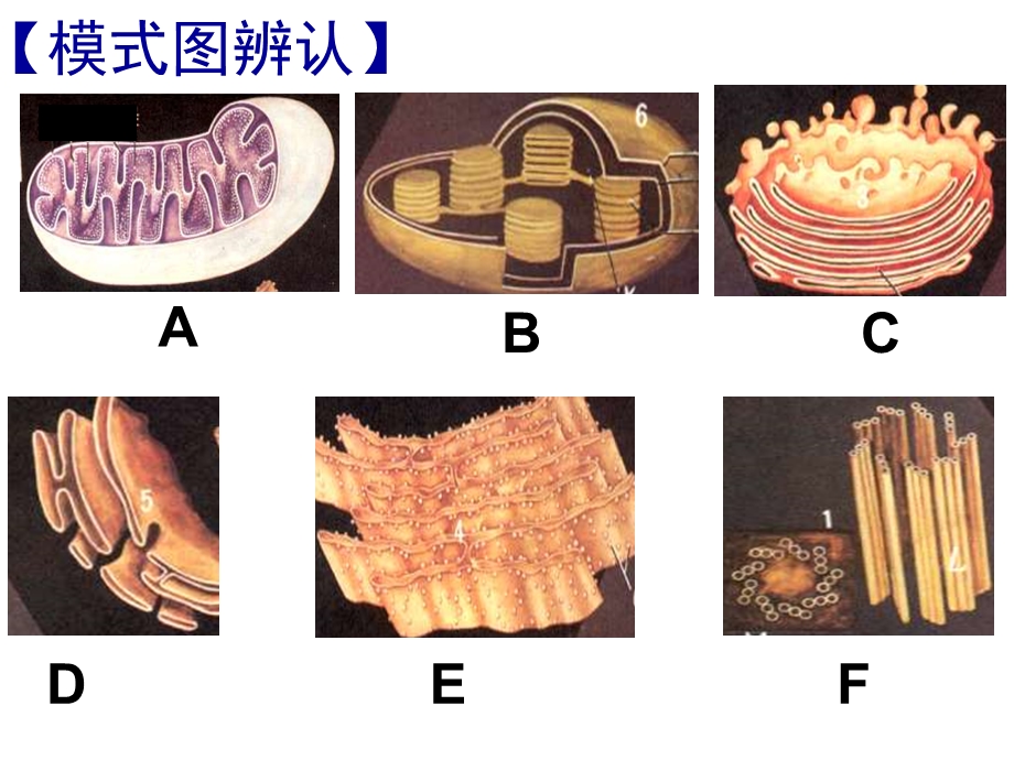 【教学课件】第二节细胞器-系统内的分工合作第二课时.ppt_第2页